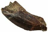 Partial Fossil Tyrannosaur Tooth - Montana #341087-1